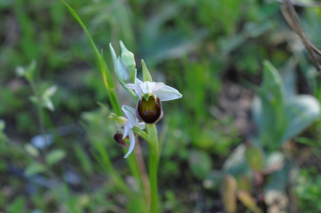 id.Ophrys